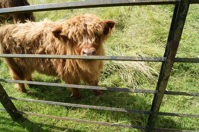 Where to Find Highland Cows Glasgow? Pollock Country Park! Where to Find Highland Cows Glasgow? Pollock Country Park, Baby Highland Cow