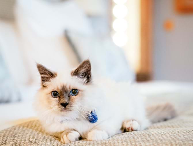 bristolcat