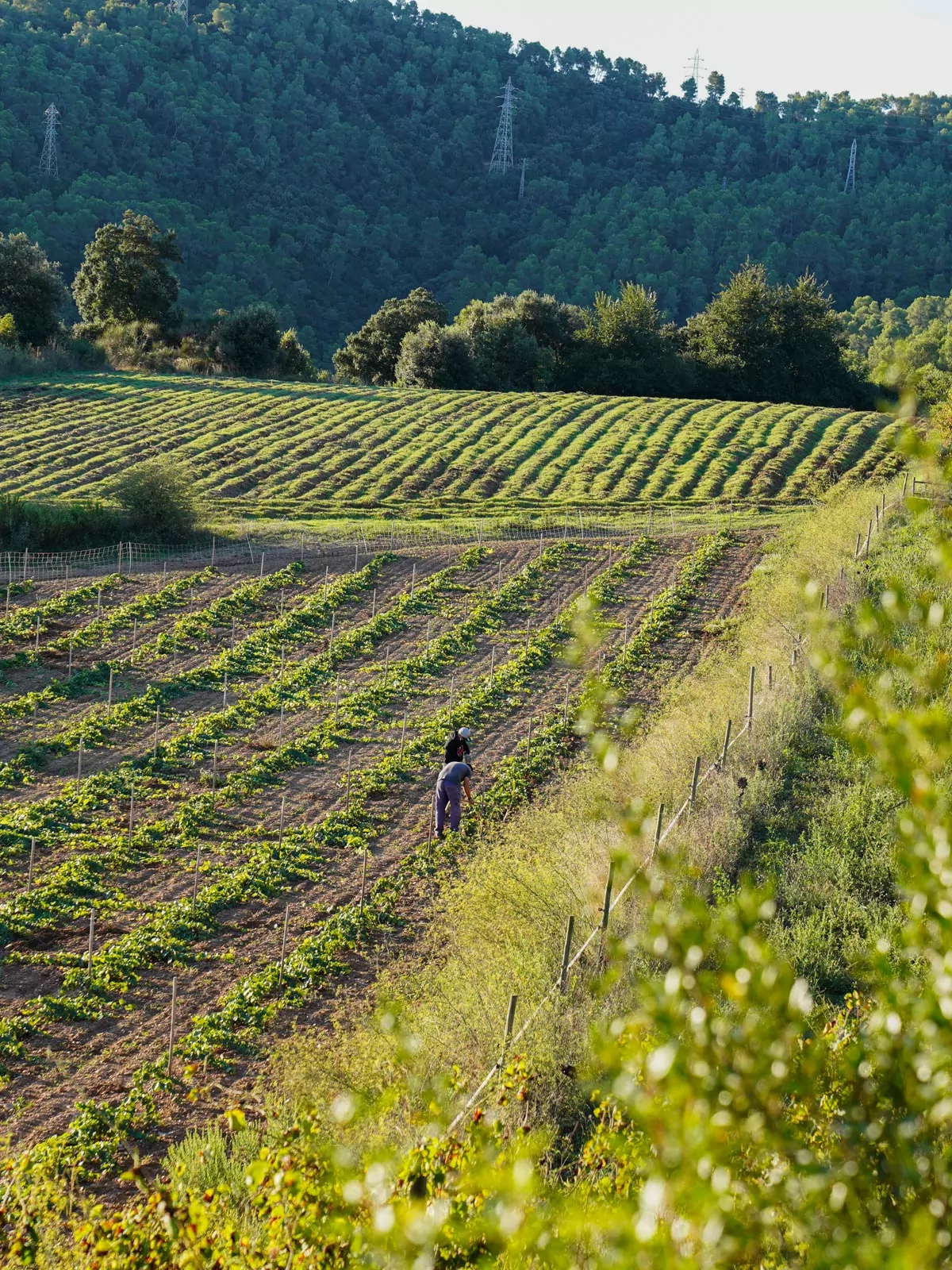 vinyes-urbanes-can-calopa-lolivera.jpg